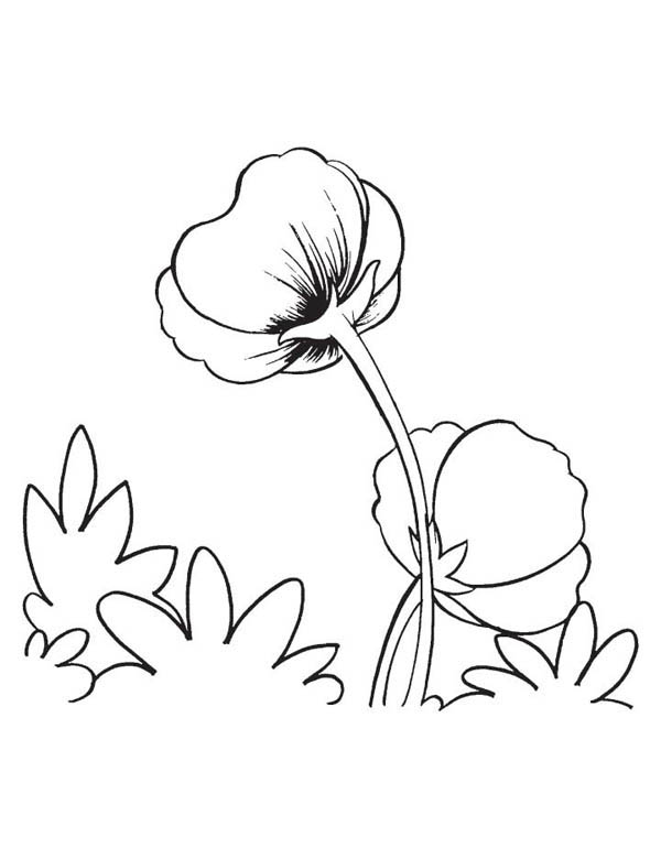 Amapola #26920