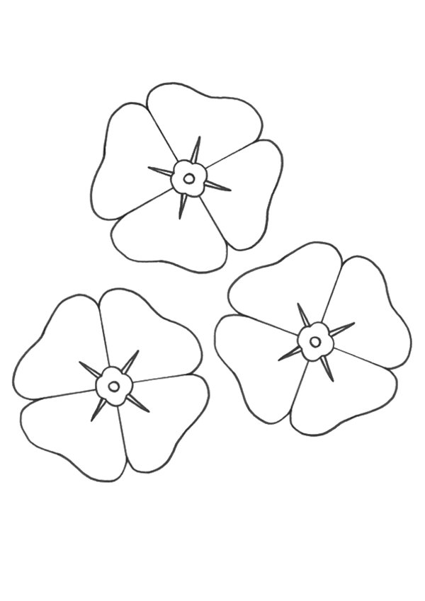 Amapola #26885