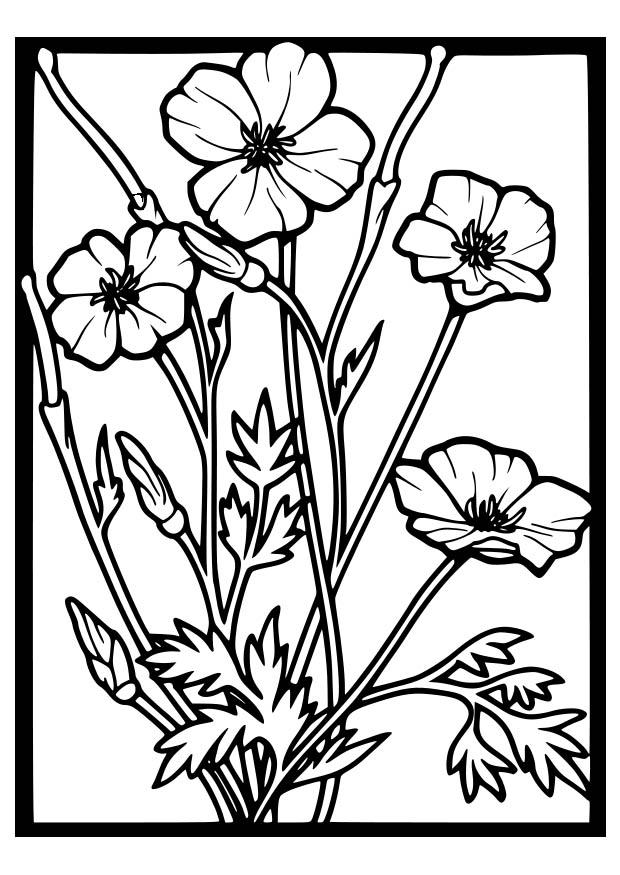 Amapola #26921