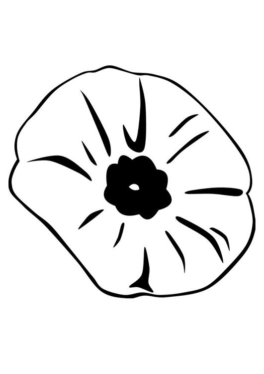 Amapola #26922