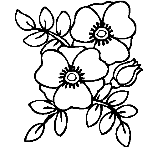 Amapola #26923