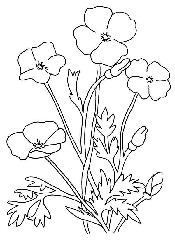 Amapola #26924