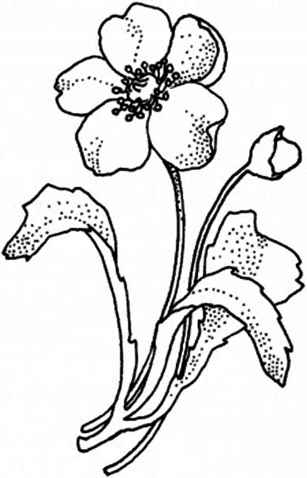 Amapola #26926