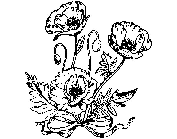 Amapola #26927