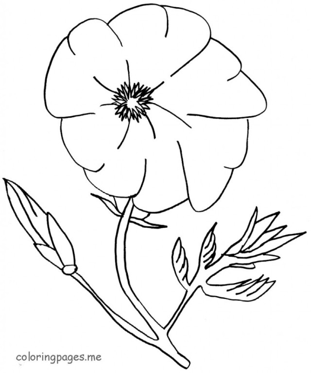 Amapola #26928