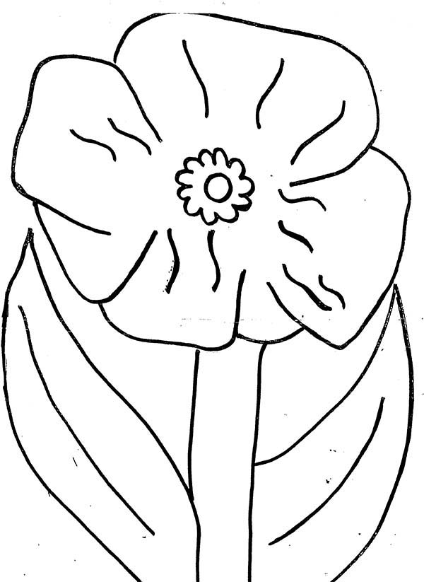 Amapola #26929