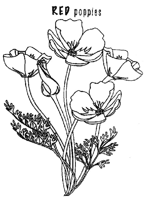 Amapola #26930