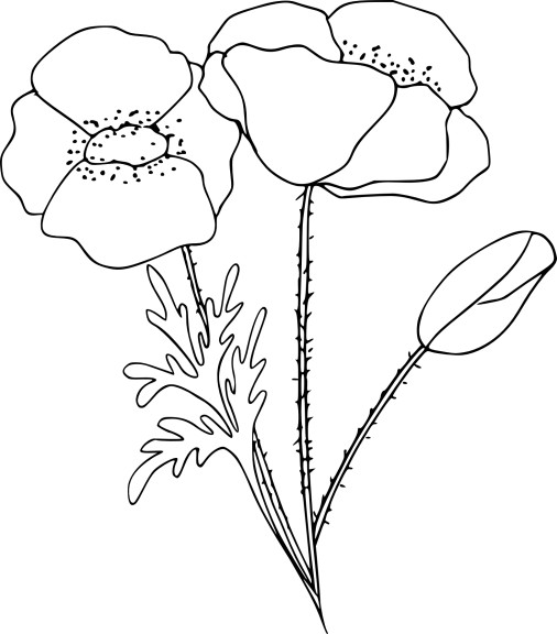 Amapola #26886