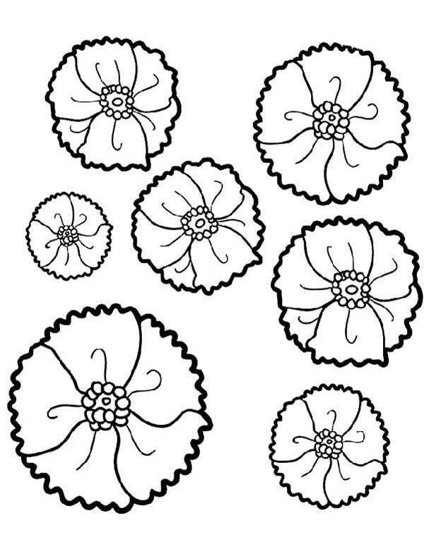 Amapola #26931