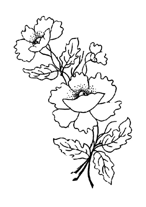 Amapola #26933