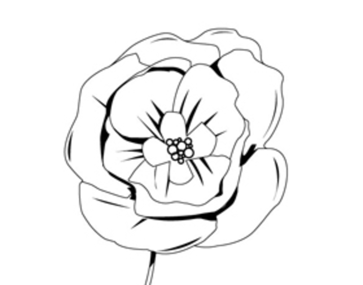 Amapola #26935