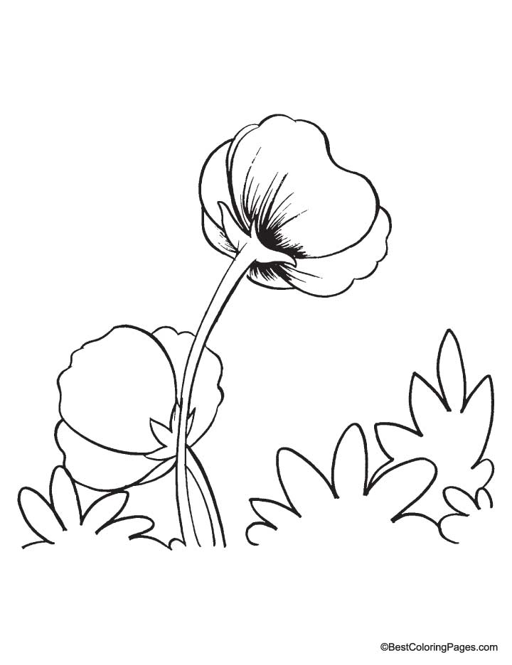 Amapola #26936