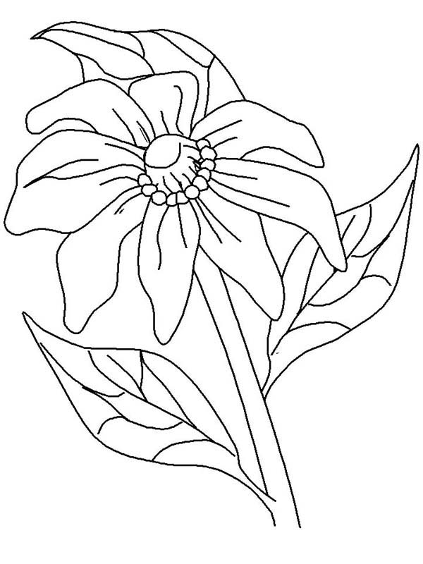 Amapola #26937