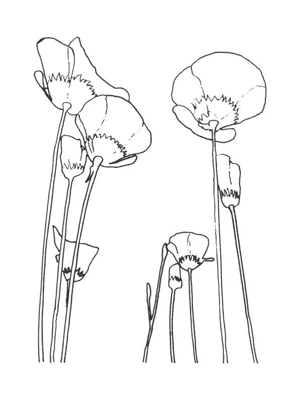 Amapola #26938