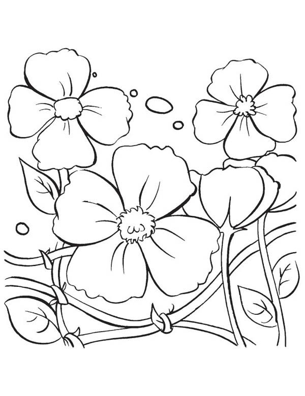 Amapola #26944