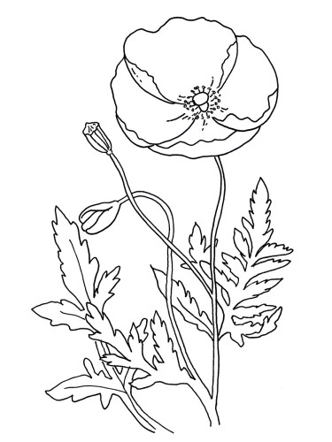 Amapola #26947