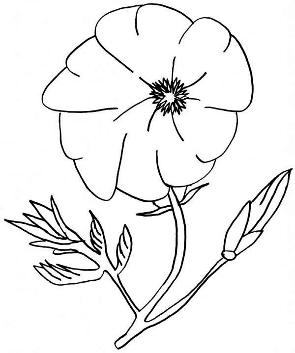 Amapola #26949