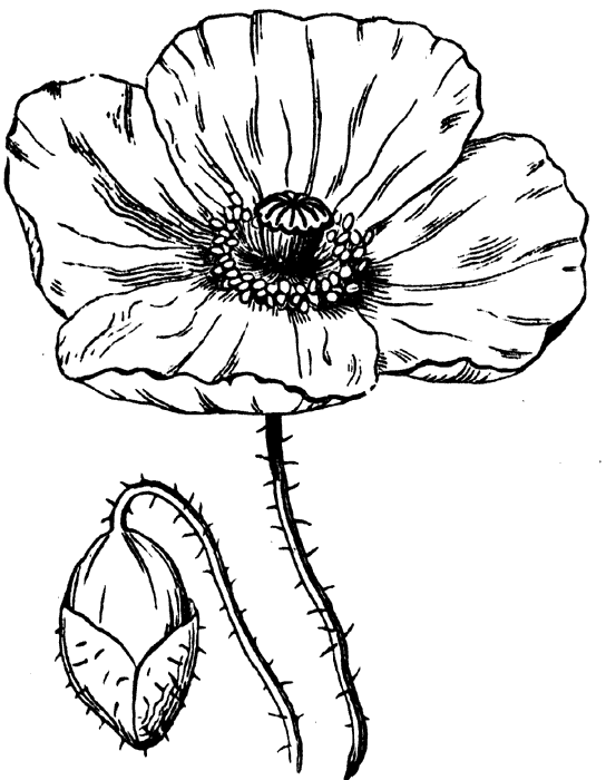 Amapola #26888
