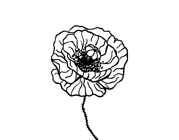 Amapola #26951