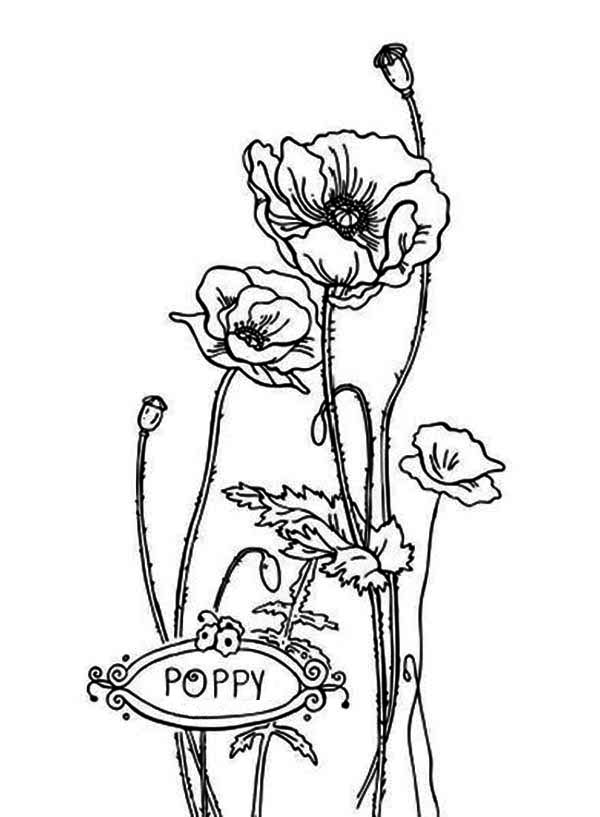 Amapola #26955