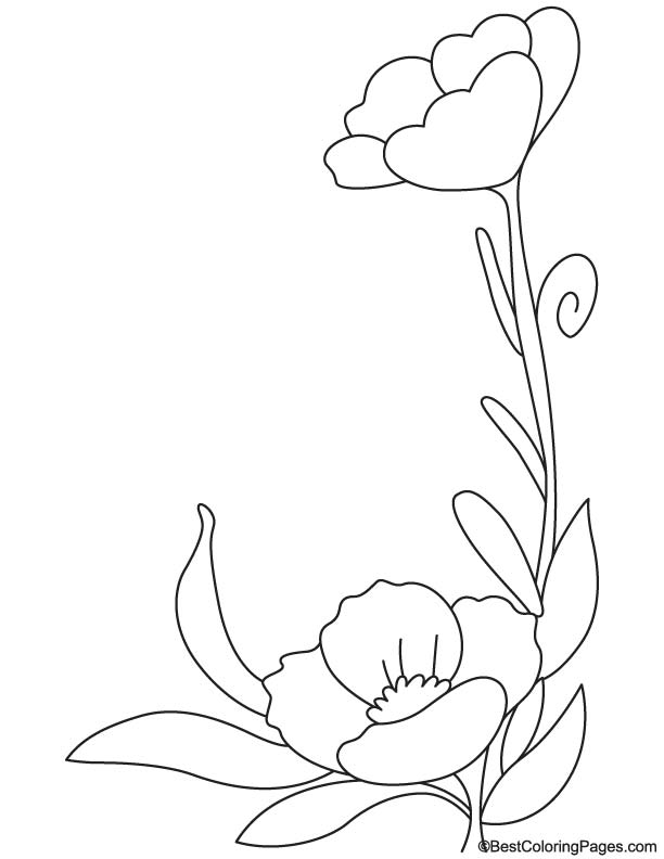 Amapola #26890