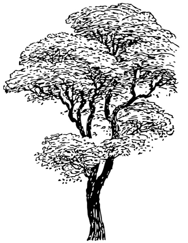 Árbol #27011