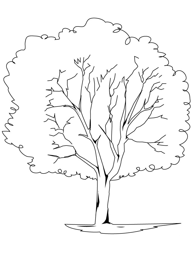 Árbol #27016