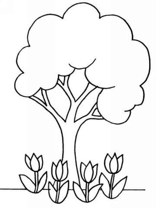 Árbol #27024