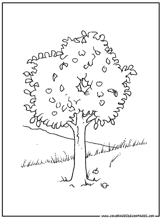Árbol #27046
