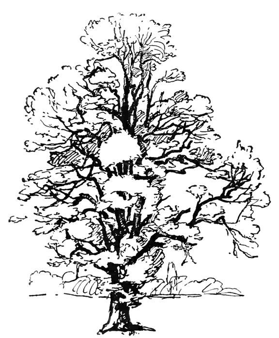 Árbol #27051