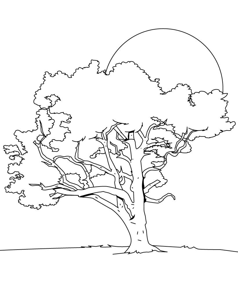 Árbol #27053