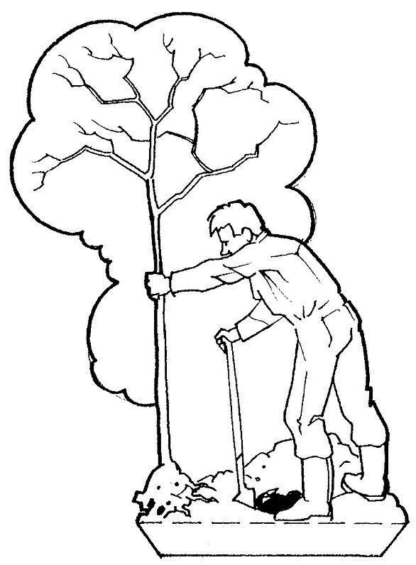 Árbol #27056