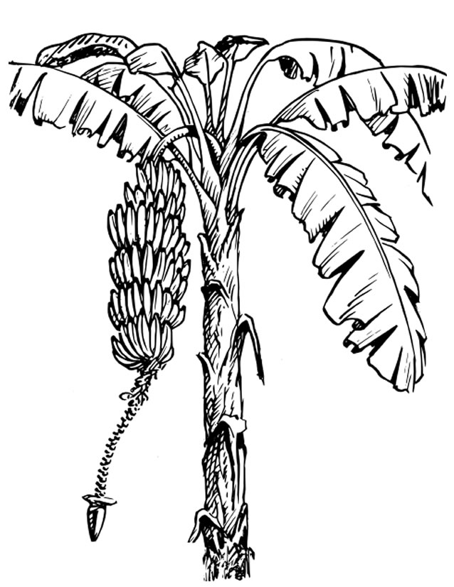 Árbol #27066