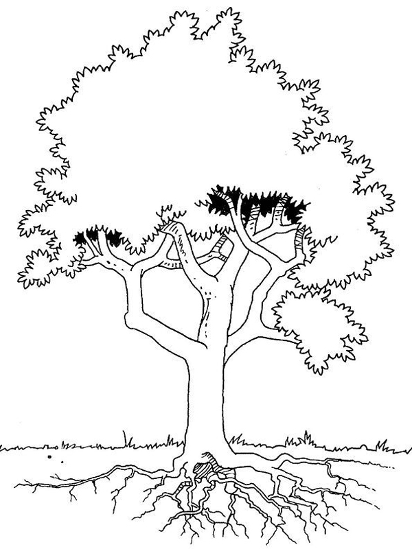 Árbol #27069