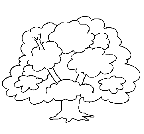 Árbol #27080