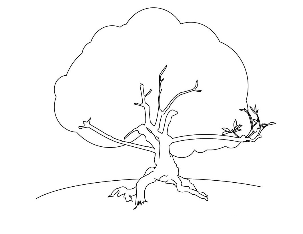 Árbol #27082