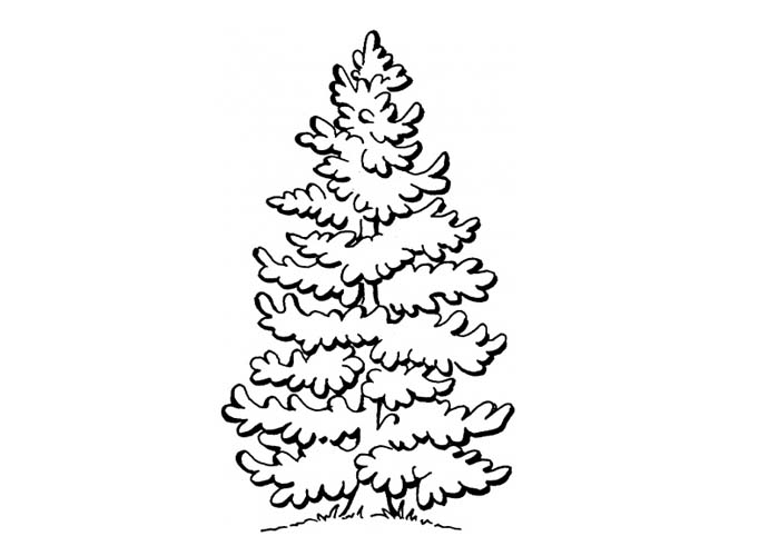 Árbol #27092
