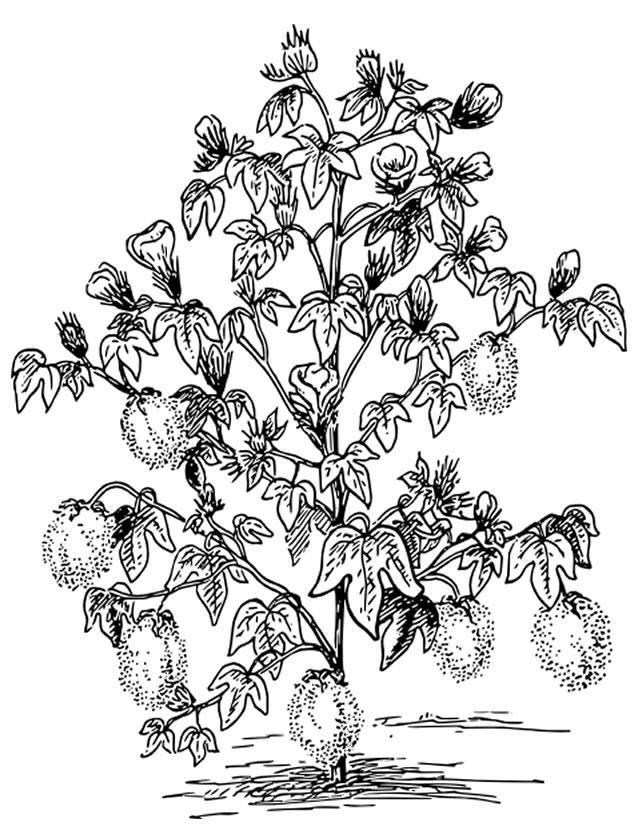 Árbol #27099
