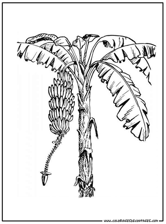 Árbol #27125