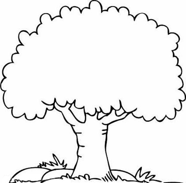 Árbol #26960