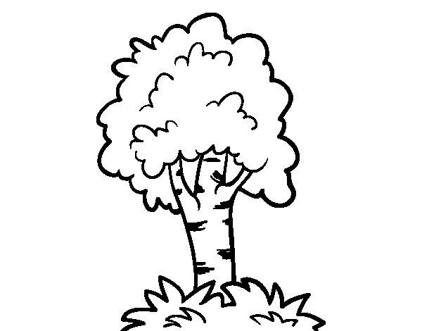 Árbol #26962