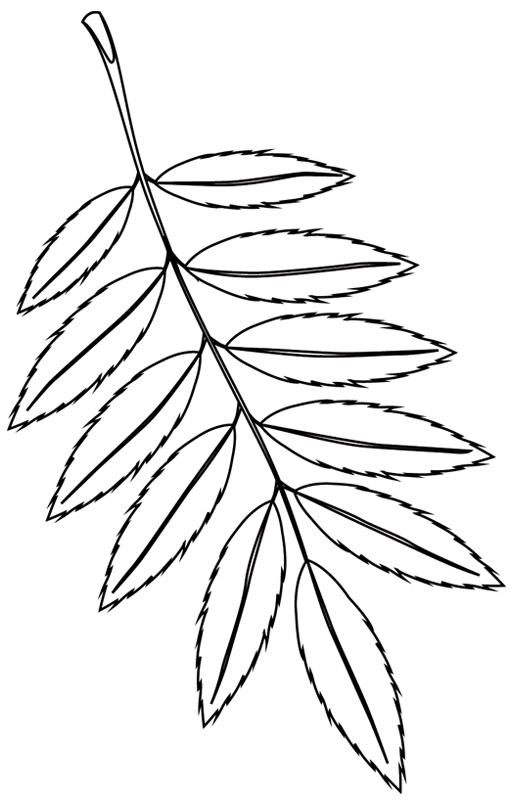 Árbol #26965