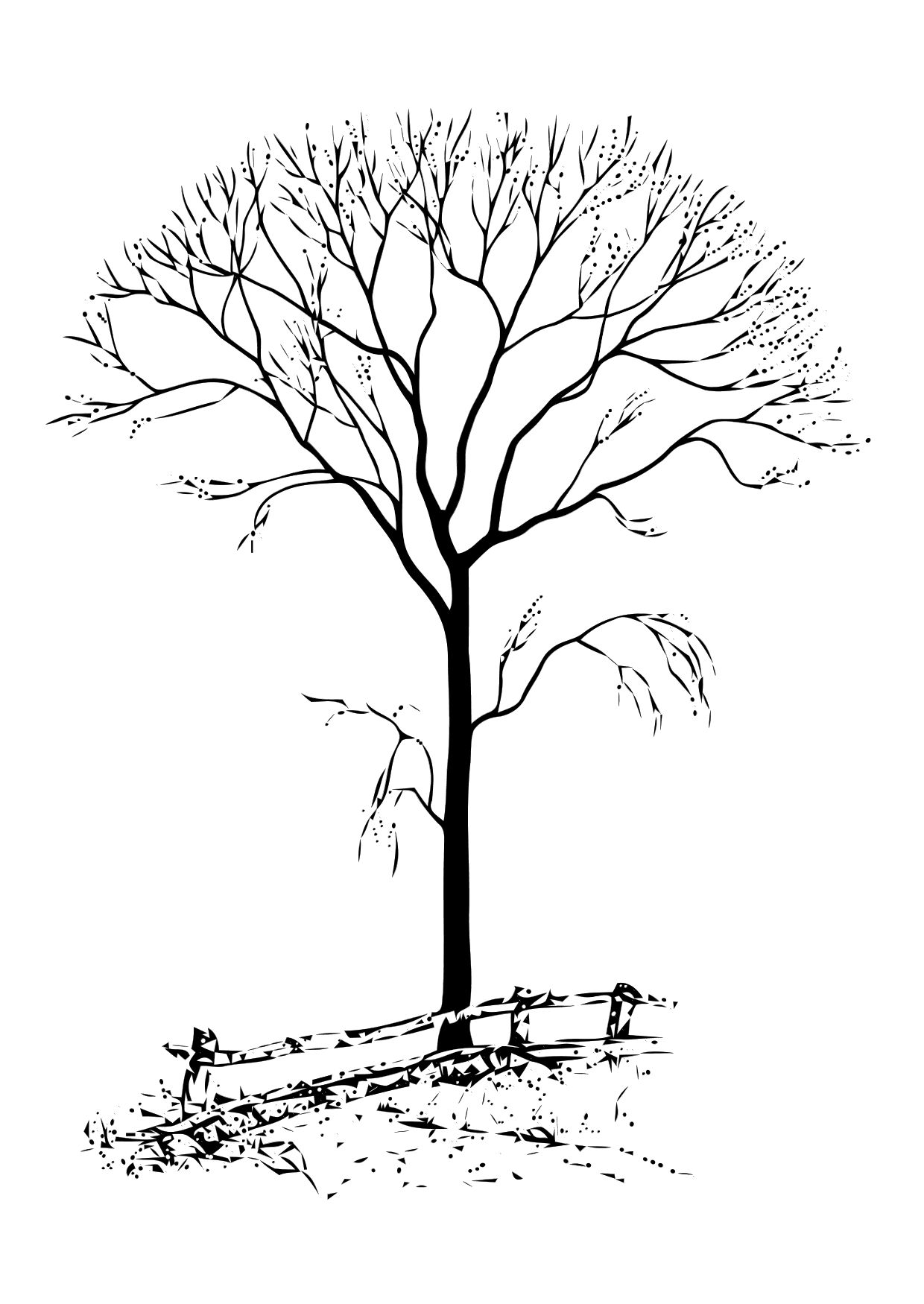 Árbol #26971