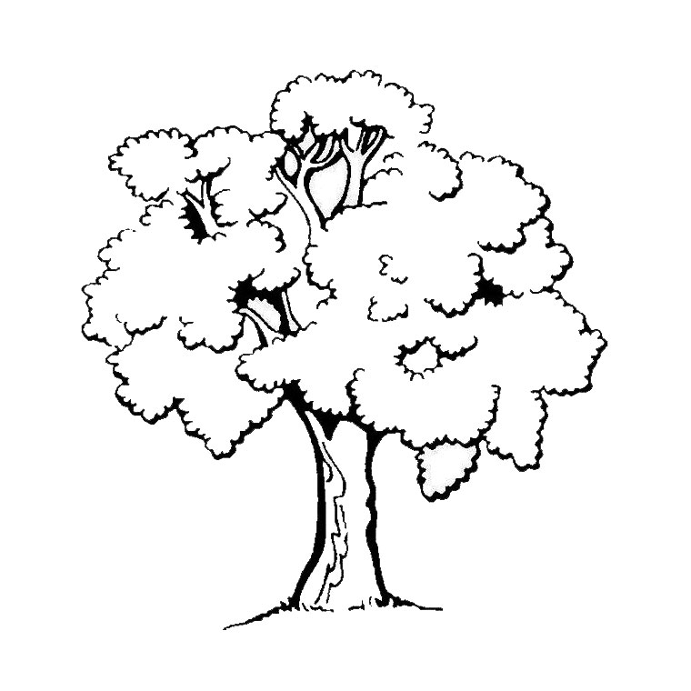 Árbol #26972