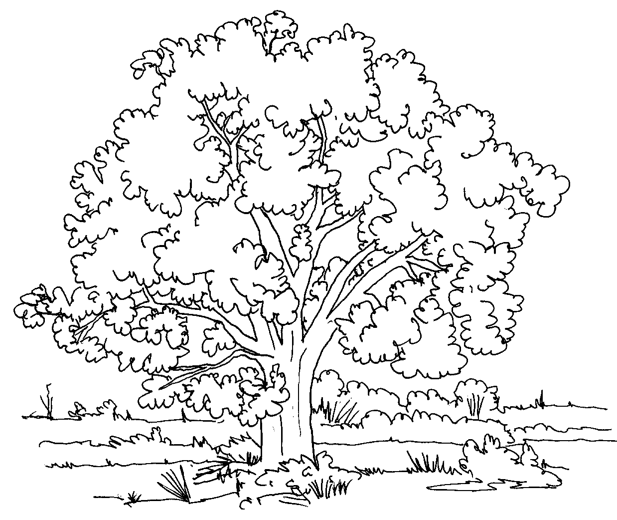 Árbol #26974