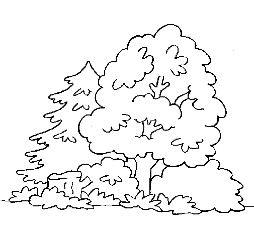 Bosque #27193