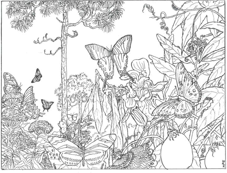 Bosque #27194