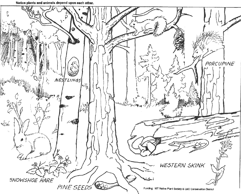 Bosque #27197