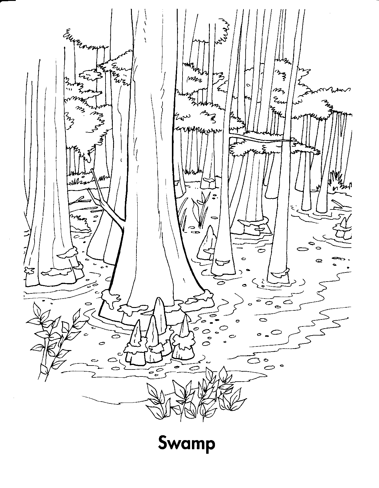Bosque #27216