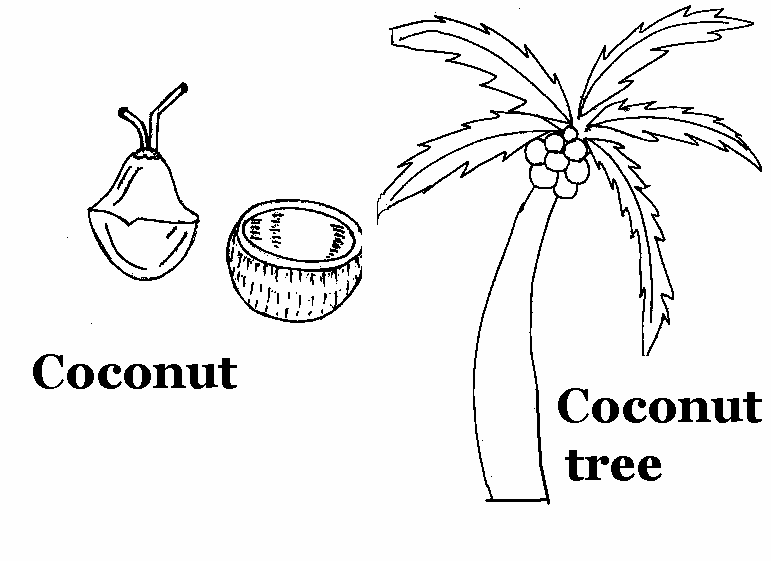 Cocotero #27303